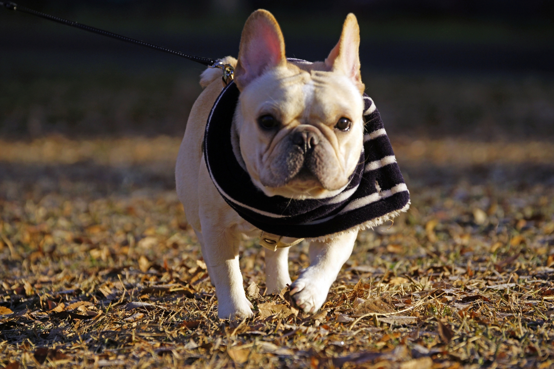 効果抜群 冬のサーフィンにおすすめネックウォーマー ナミカツ